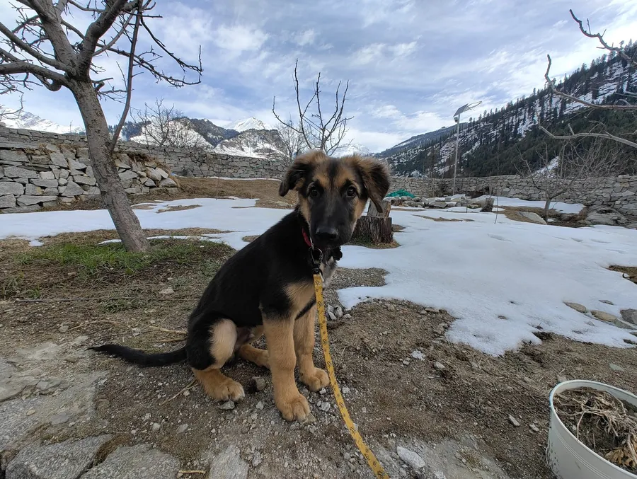 From life and outings with Mugdha’s dogs