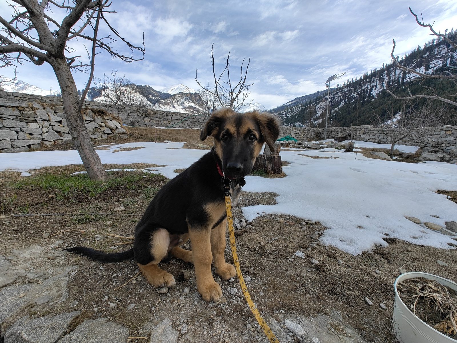 Dog at mountain stay