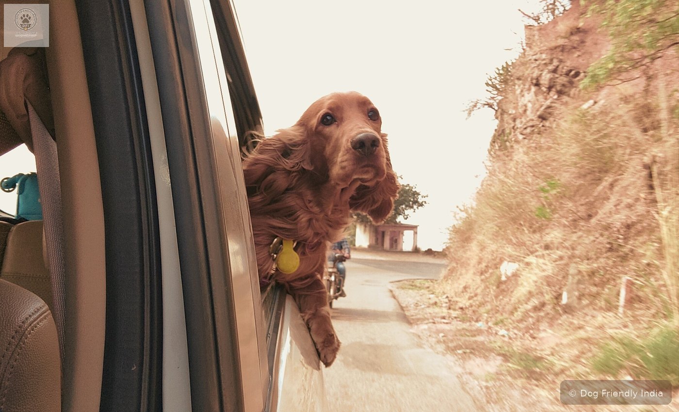 Simba enjoying the car window during a mountain road trip
