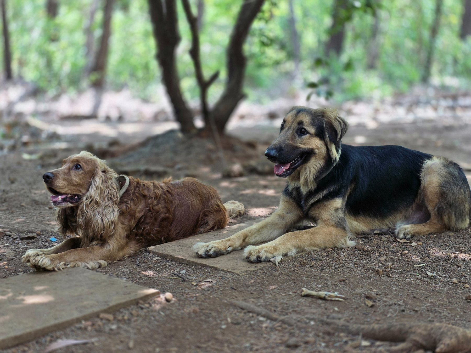 Dogs settled outdoors during a travel experience