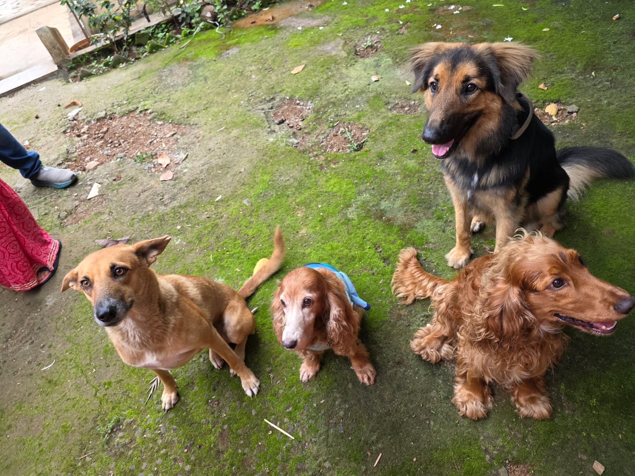 Dog Travel Training in Pune: What It Is and Who Needs It