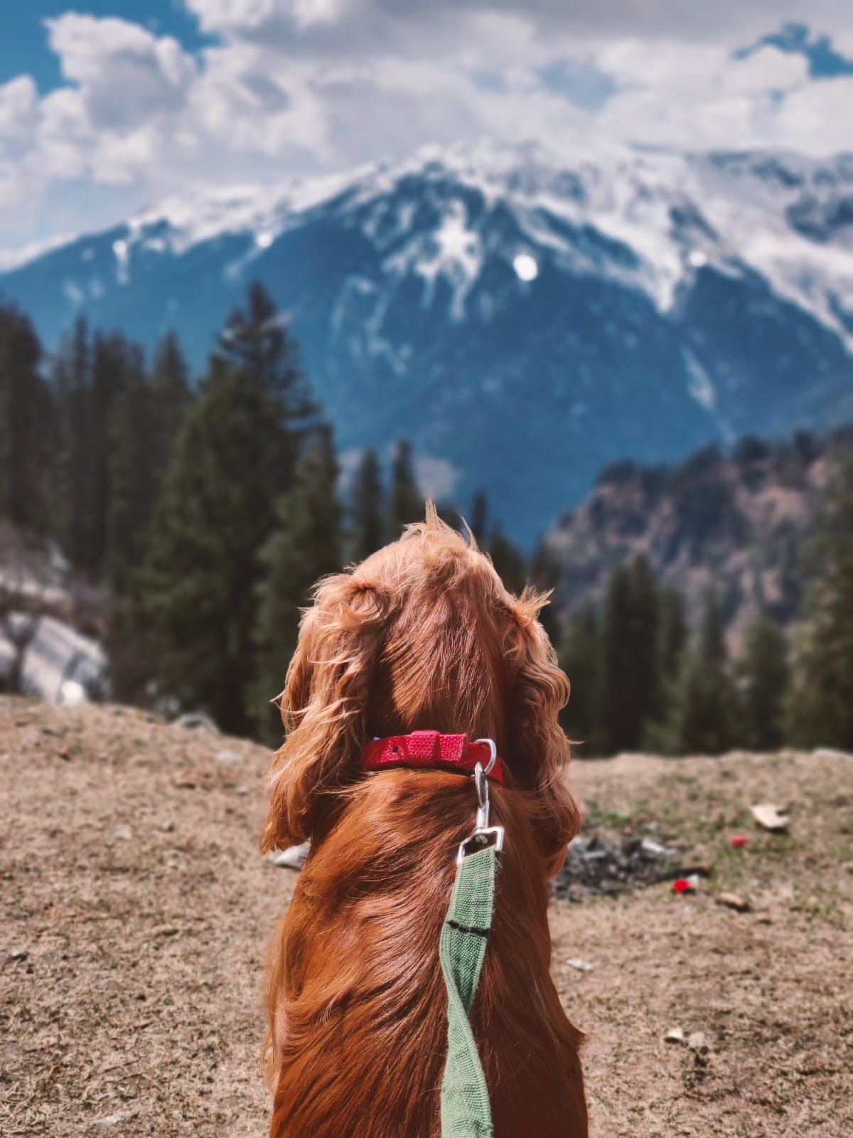 Simba looking at the Himalayas during a Dog Friendly India road trip