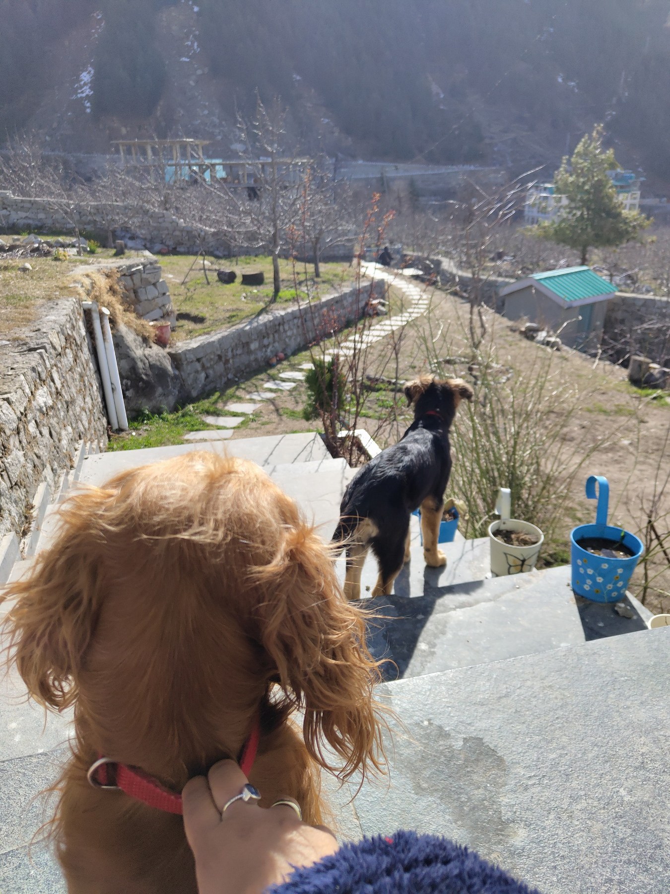 Dogs arriving at a property