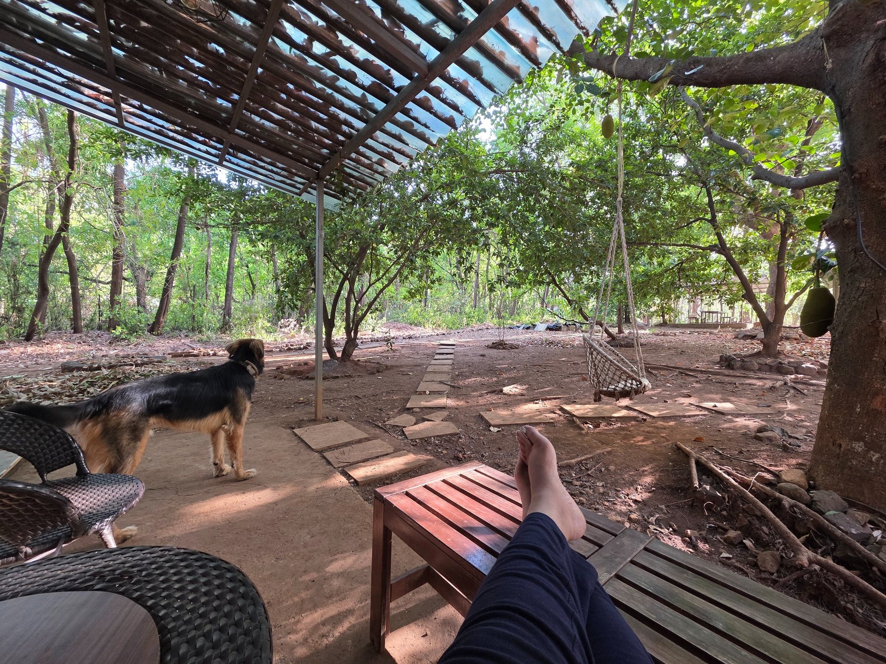 Dog Friendly India real dog travel context