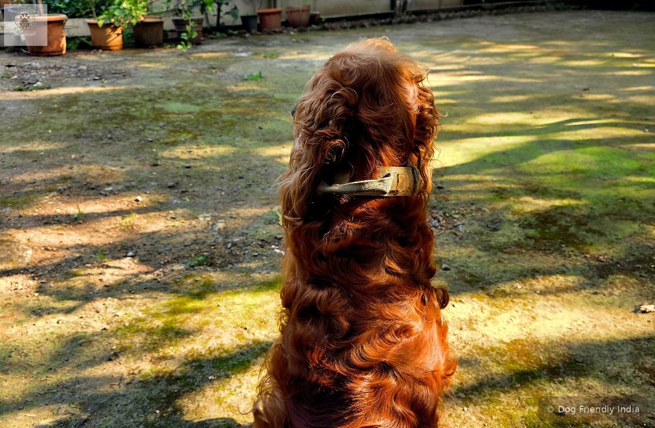 Simba sitting calmly in a property courtyard