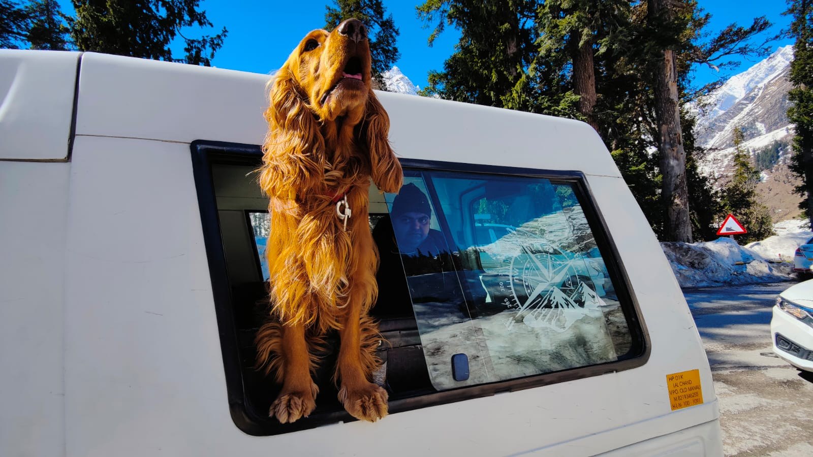 Dog during a real road trip