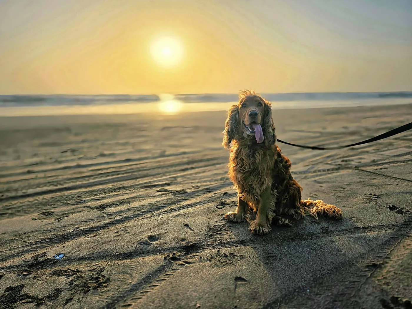 Simba at the beach in warm evening light