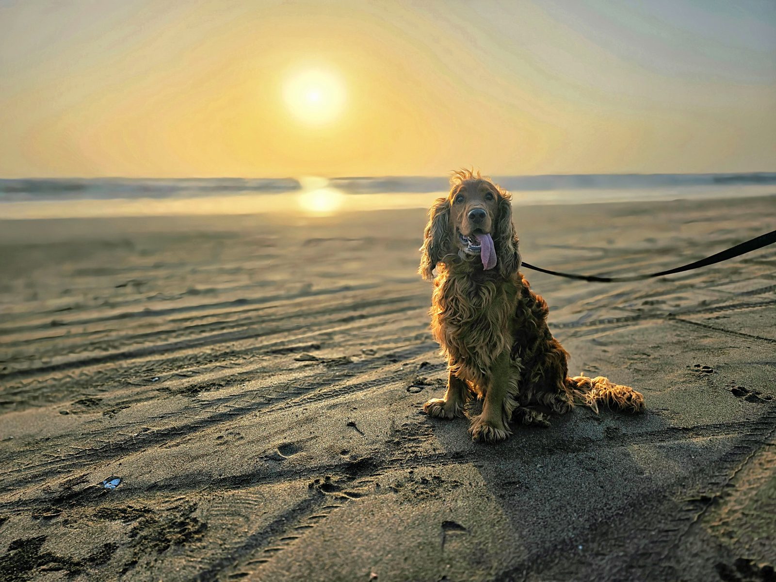 Dog at sunset beach trip