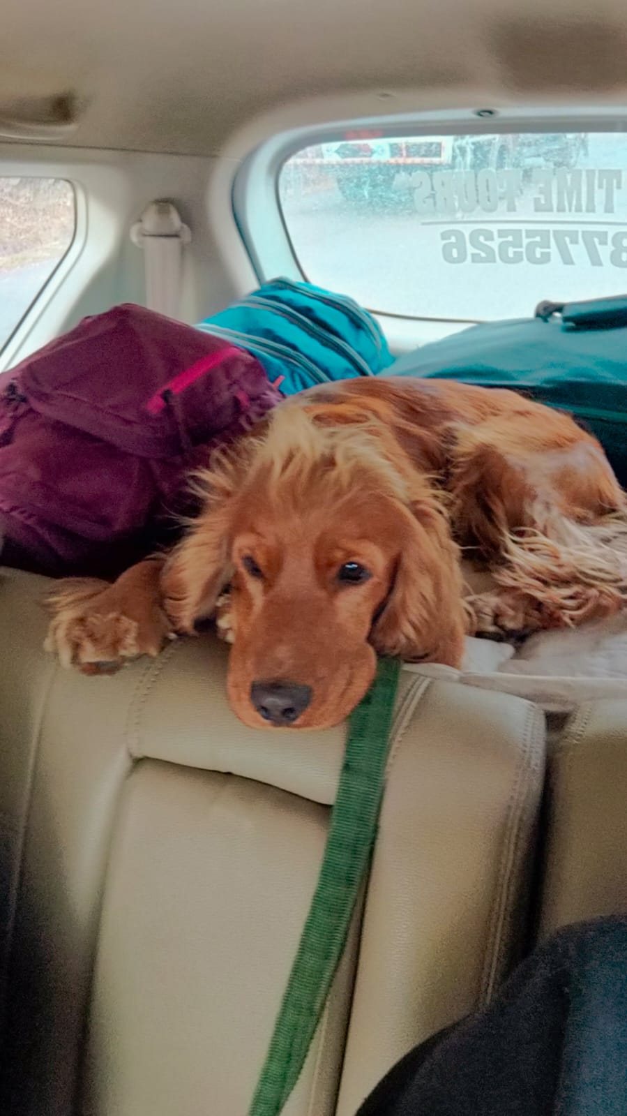 How to Know If Your Dog Is Ready for a Road Trip