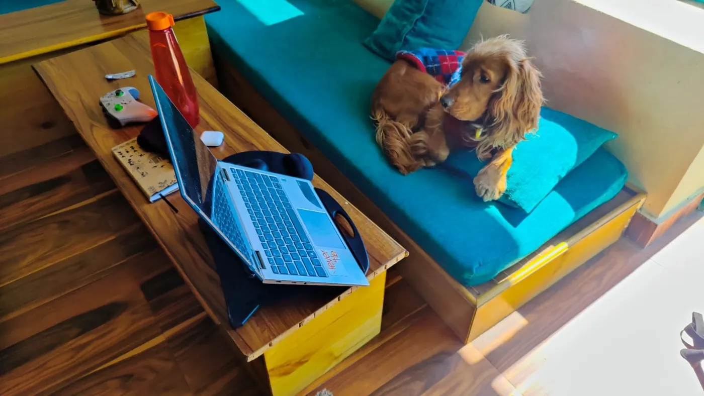 Simba resting on a sofa near a laptop
