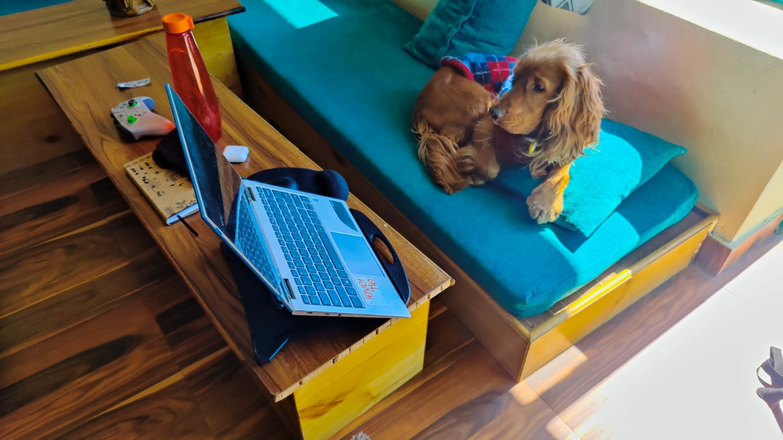 Simba settled inside a mountain stay while travel planning continues