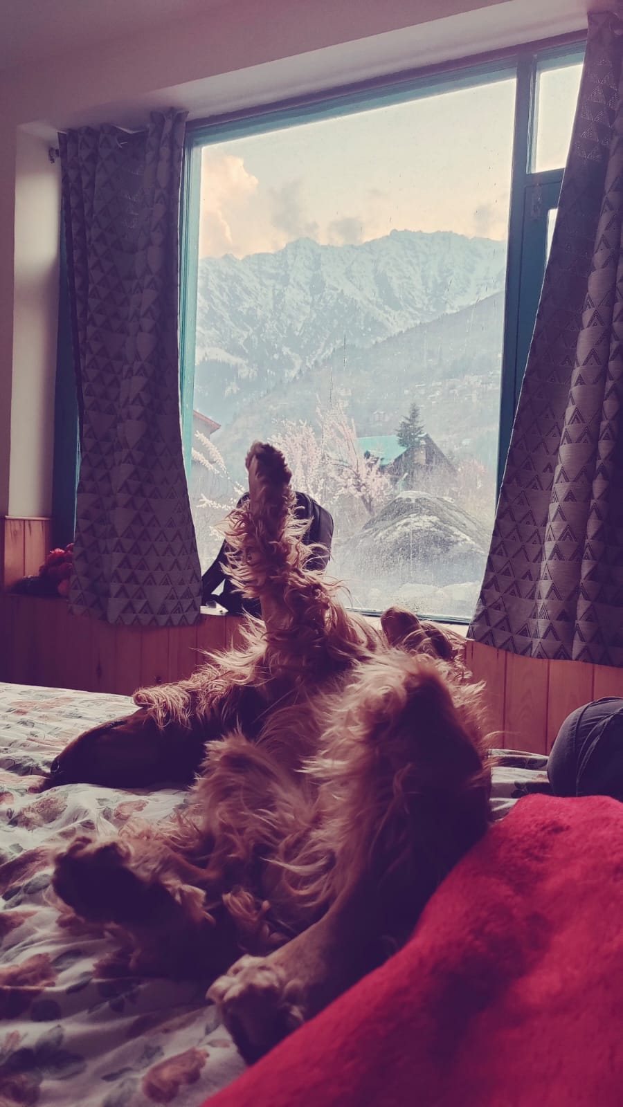 Simba relaxed inside a mountain stay after real travel