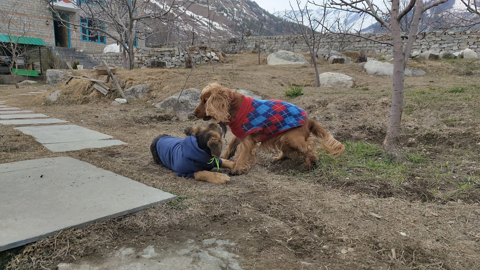 Dogs playing at a mountain stay