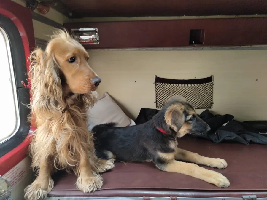 From life and outings with Mugdha’s dogs