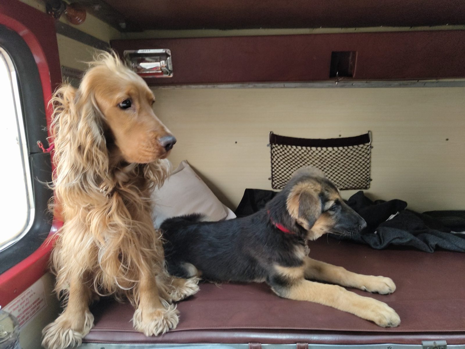 Dogs on train during travel