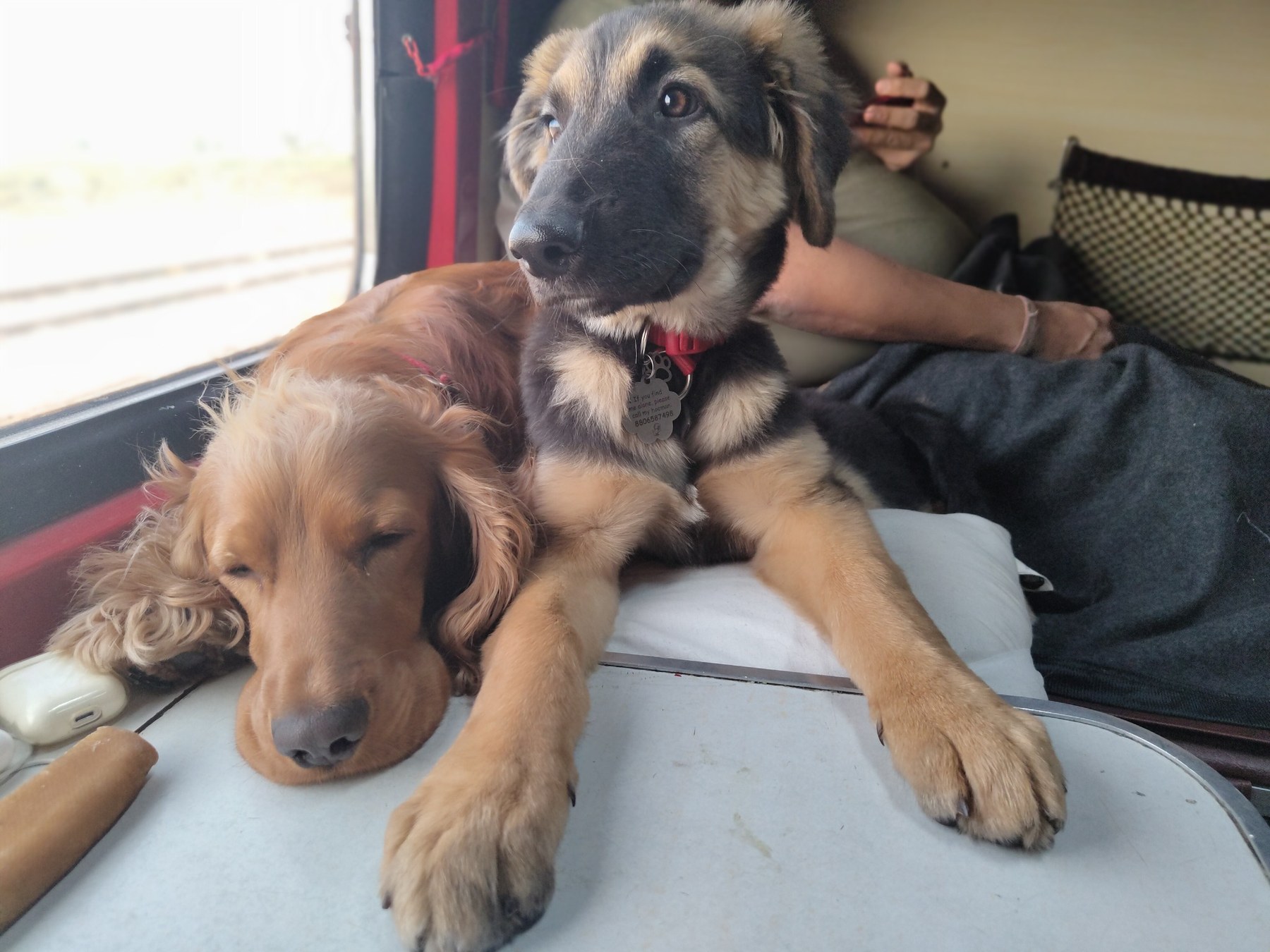 Dogs settling with a parent in a confined, handled travel environment